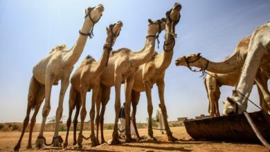 السودان يشارك في ورشة العمل حول واقع الابل وافاق تطوير ها في الدول العربية