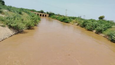 زراعة اثنان مليون وأربعمائة الف فدان بولاية كسلا