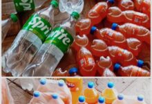 إثر بلاغ مستهلك  ضبط نصف طن مشروبات غازية منتهية الصلاحية بسنار   