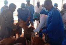 انطلاقة أول صادر للماشية السودانية من الخرطوم المتجه إلى السعودية