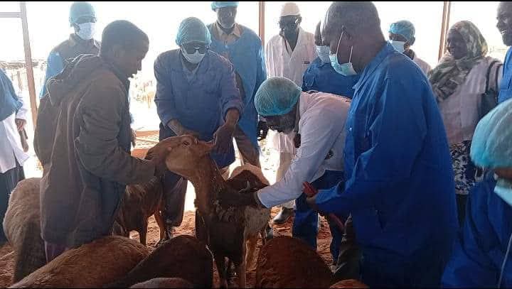 انطلاقة أول صادر للماشية السودانية من الخرطوم المتجه إلى السعودية